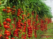 Аграрии Липецкой области уже получили часть субсидий на производство картофеля и овощей