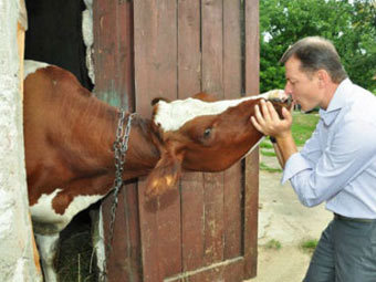 В Украине депутат пытался пройти в Раду вместе с коровой.