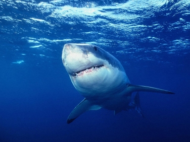 В Приморье акула напала на подростка.