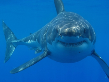 В Приморье от берега отогнали белую акулу.