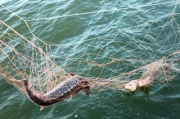 23-летние рыбаки словили штраф - почти 26 тысяч рублей