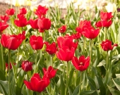 Двадцать пять тысяч тюльпанов к 8 Марта вырастили для липчанок в муниципальном «Зеленхозе».