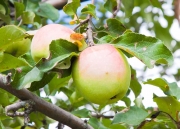 Лебедянские яблоки признаны лучшими в Европе.