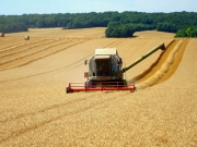 Сельхозпроизводители Липецкой области получили 869 миллионов рублей по двум видам господдержки: «объединённой» субсидии и компенсации на производство зерновых