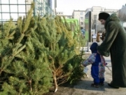 Продажа елок в Липецке начнется 20 декабря.