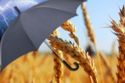 С полей региона собрано более 600 тысяч тонн зерновых.