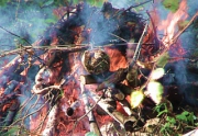 Елецкая прокуратура проверила законность сжигания спиленных деревьев в парке города