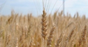 В зернохранилища отправлены первые 200 тысяч тонн озимой пшеницы