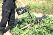 В Долгоруковском районе полицейские уничтожили 100 кустов конопли