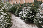 Продажа новогодних деревьев в городе начнется 20 декабря