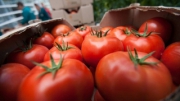 Россия надеется, что Турция откроет рынок для мяса из РФ в ответ на поставки томатов