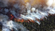 Свыше 120 лесных пожаров за сутки потушили в регионах РФ