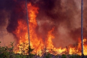 Почти 100 пожаров на 4,4 тыс га за сутки потушили в лесах России