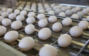 Минпромторг и ФАС не увидели нарушений в продаже девяти яиц в упаковке