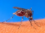 Роспотребнадзор занялся истреблением опасных комаров на Кубани