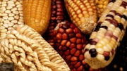 Минсельхоз поддержал допуск ГМО продукции в Россию