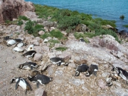 На побережье Уругвая выбросило не менее 2 тысяч пингвинов за 10 дней