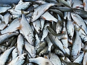 Россия запретила ввоз в страну готовых продуктов из рыбы и морепродуктов из недружественных стран