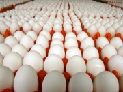В Швеции из-за вспышки сальмонеллеза на птицефабрике умертвили более миллиона кур