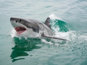 Акула напала на подростка в Южной Австралии