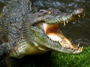 Гребнистый крокодил напал на ребёнка на севере Австралии