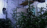 «Конопляный огород» обнаружила полиция в квартире москвича.