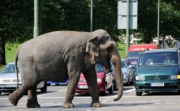 В Германии слон сбежал из цирка и убил человека.