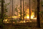 Число лесных пожаров в России за год сократилось на четверть.