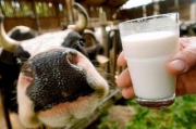 В России могут возникнуть перебои с поставками молока в магазины.
