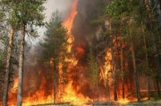 МЧС РФ направило в Португалию два самолета Бе-200ЧС для тушения лесных пожаров