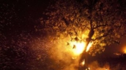 Более 300 человек эвакуированы в испанской Валенсии из-за лесного пожара