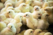 Азербайджан ввел временное ограничение на импорт продукции птицеводства из России
