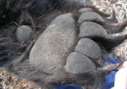Пограничники ФСБ в Забайкалье обнаружили в грузе древесины 5 медвежьих лап и волчий нос