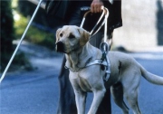 Правительство России расширило бесплатное обеспечение инвалидов собаками-проводниками