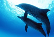 Дельфины стали спутниками строительства моста в Керченском проливе